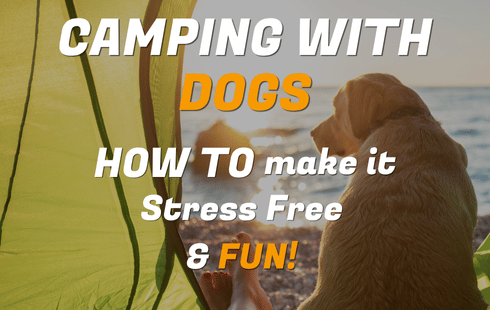 Camping with Dogs - how to make it stress free and fun! Camping with Dogs - how to make it stress free and fun!